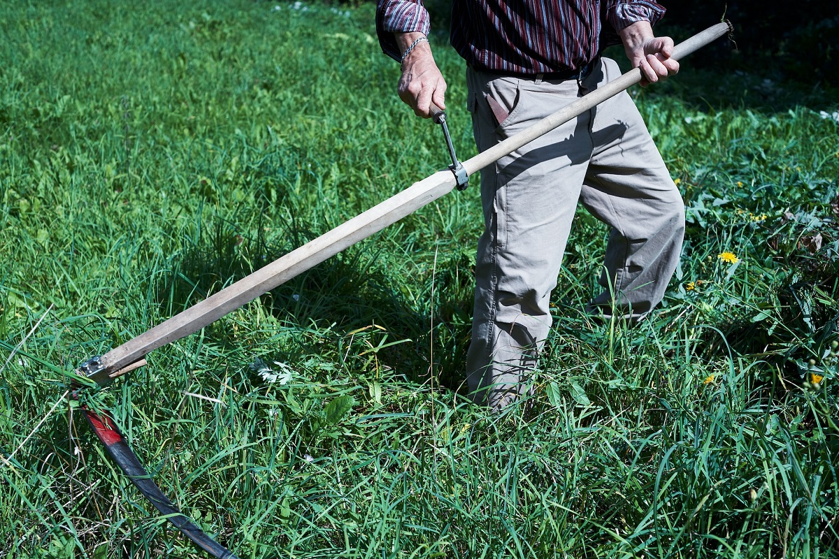 Huit motivations innovantes pour abandonner la tonte traditionnelle de la pelouse